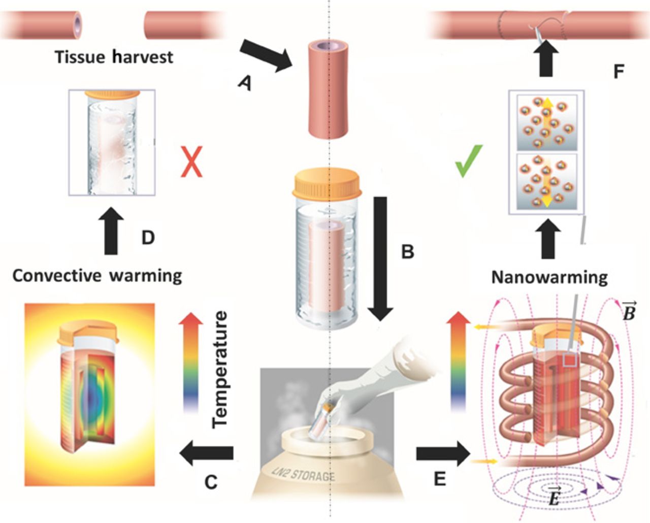 Esquema que ilustra vitrificação de tecido, aquecimento convectivo e aquecimento nano (Imagem: Science Translational Medicine)