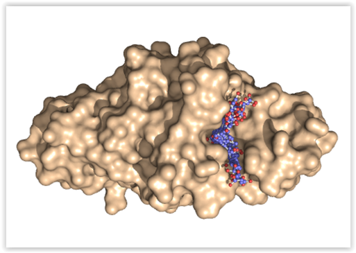 Superfície molecular da proteína Ohr com resultado de ancoragem de moléculas de peróxidos de ácidos graxos, que se ligam especificamente ao sitio ativo da enzima (Imagem: Divulgação)